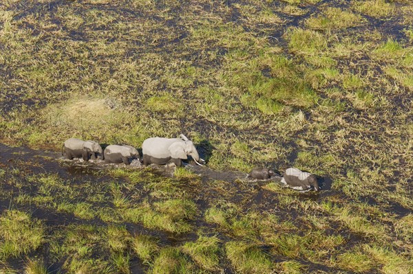 African Elephants (Loxodonta africana)