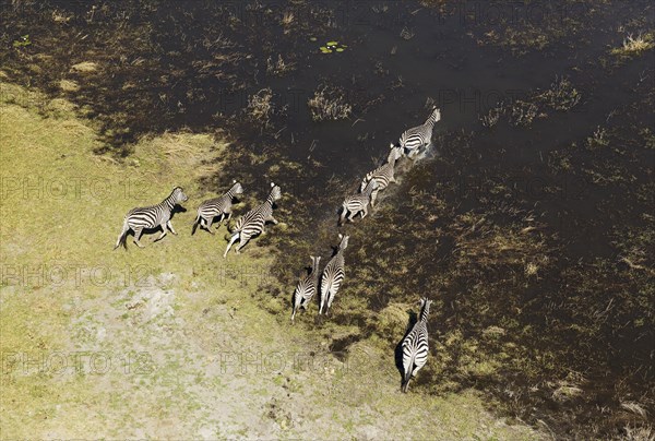 Burchell's Zebras (Equus quagga burchelli)