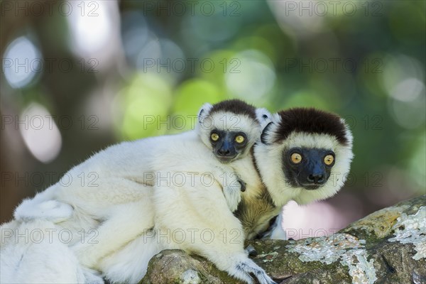 Verreaux's Sifaka (Propithecus verreauxi) mother with young on her back