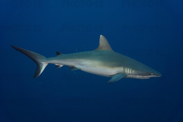 Grey Reef Shark (Carcharhinus amblyrhynchos)