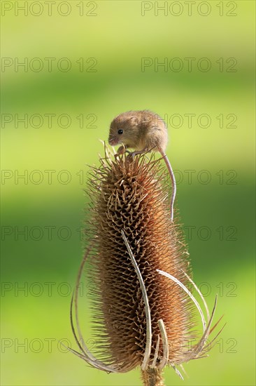 Eurasian Harvest Mouse (Micromys minutus)