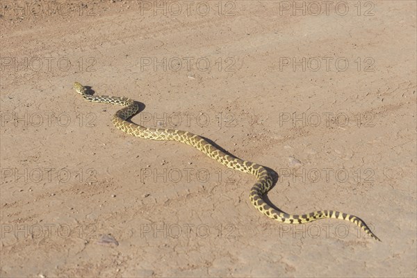 Pacific Gopher Snake (Pituophis catenifer catenifer)