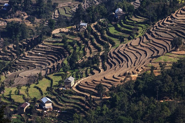 Terrace cultivation