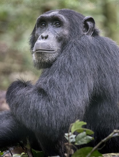 Eastern Chimpanzee (Pan troglodytes schweinfurthii)