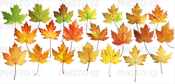 Autumn leaves