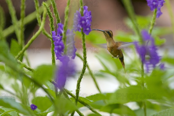 Stripe-throated Hermit (Phaethornis striigularis)