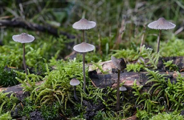 Coldfoot Bonnet (Mycena amicta)