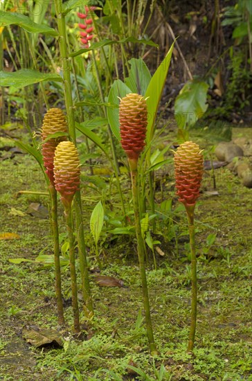 Ginger species (Zingiberaceae)