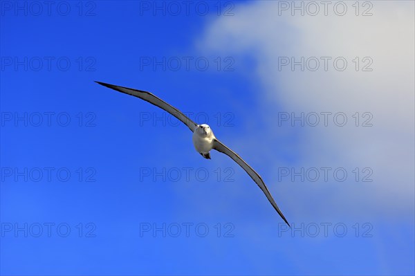 Shy albatross (Thalassarche cauta)