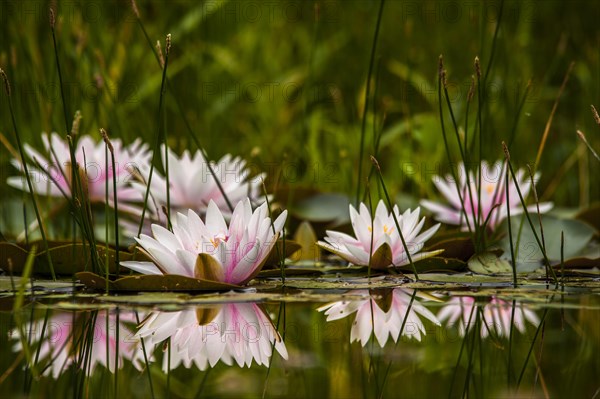 Water lilies (Nymphaea sp.)