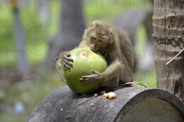 Northern pig-tailed macaque (Macaca leonina) peeling a coconut