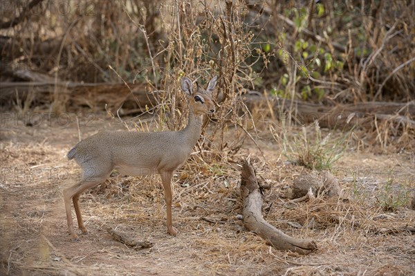 Kirk's Dik (Madoqua kirkii)