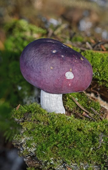 Russula cavipes (Russula cavipes)