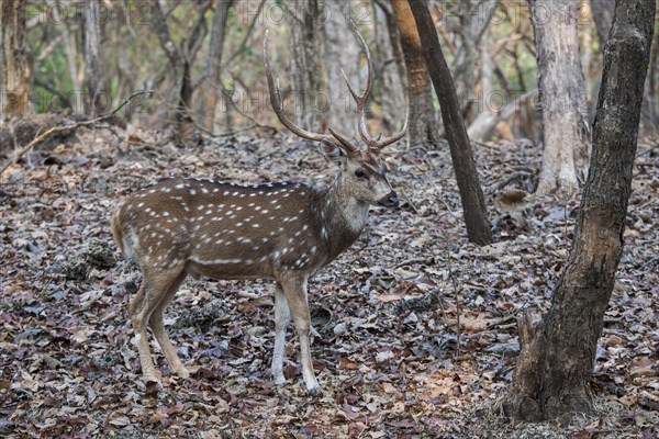 Chital (Axis axis)