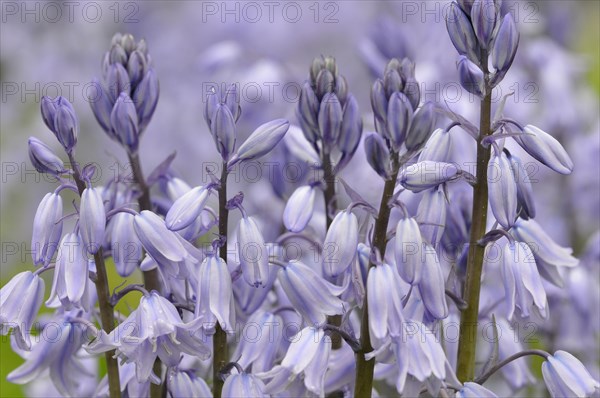 Spanish bluebell (Hyacinthoides hispanica) cultivar