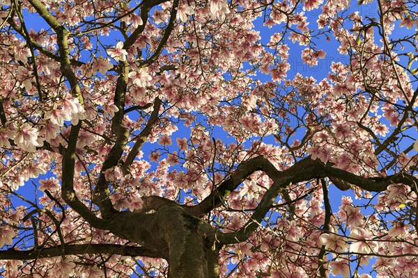 Blossoming magnolia tree