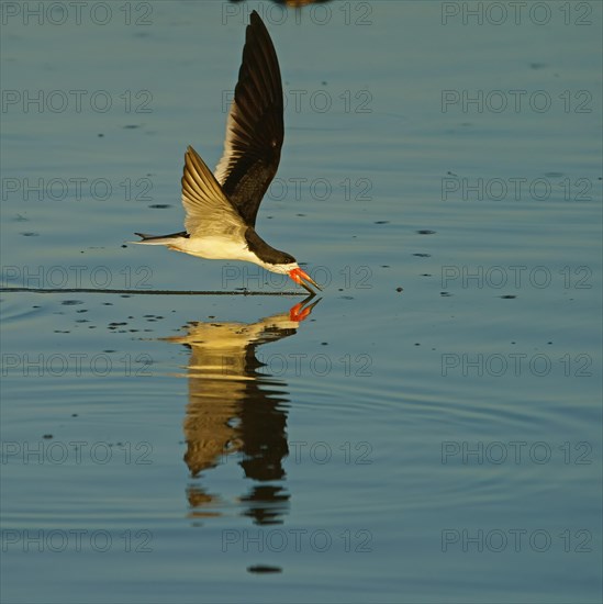 Black Skimmer (Rynchops niger) in flight fishing