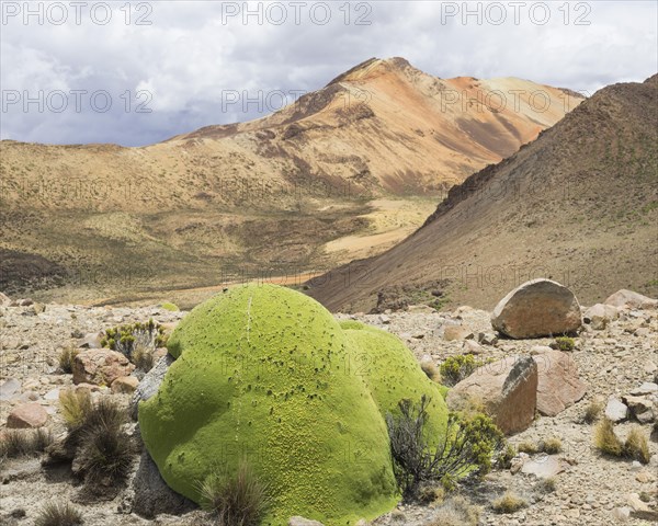 Yareta or Llareta cushion plant (Azorella compacta)