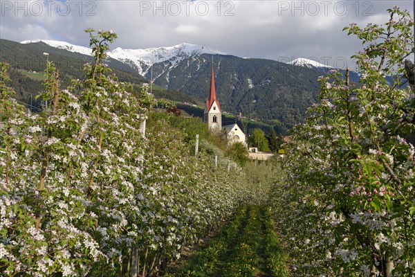 Apple orchard