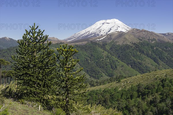 Monkey Puzzle Tree (Araucaria araucana) and Lonquimay volcano