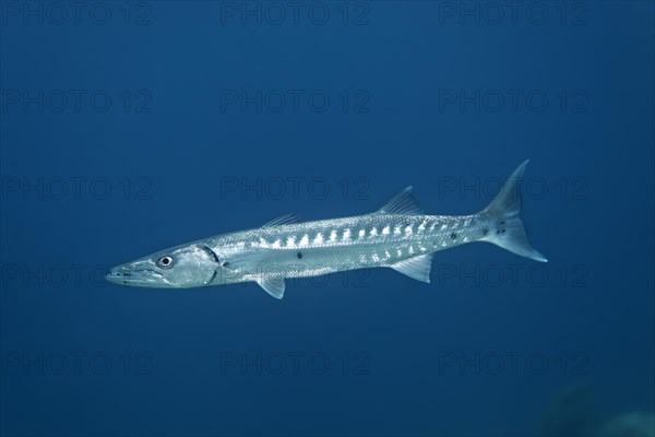 Great Barracuda (Sphyraena barracuda)