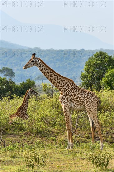 Giraffes (Giraffa camelopardalis)