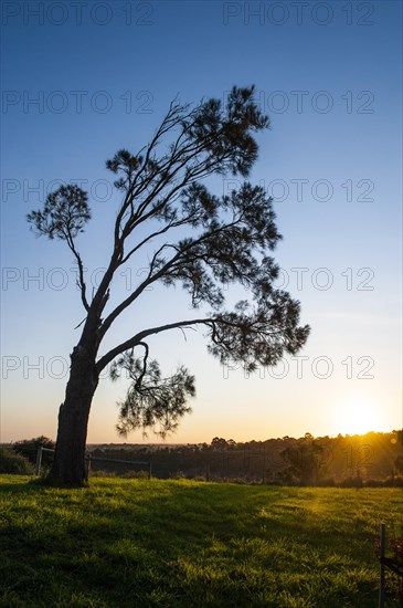 Tree at sunset