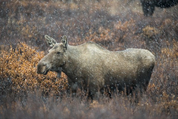 Moose (Alces alces)