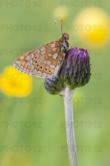 Marsh Fritillary (Euphydryas aurinia)