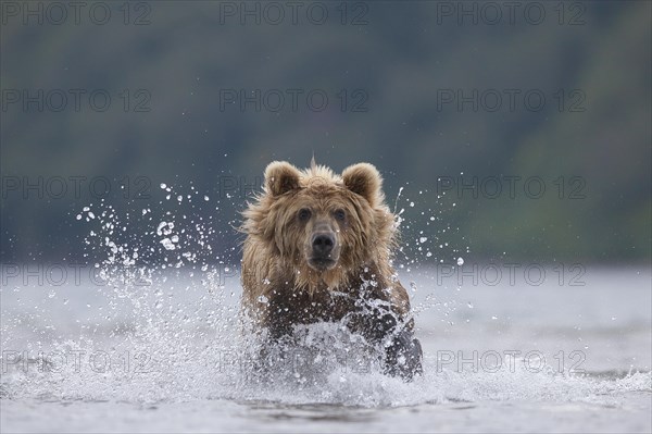 Brown bear (Ursus arctos)