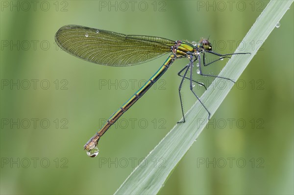 Banded Demoiselle (Calopteryx splendens) female