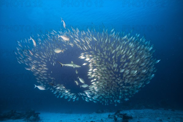 Grey Reef Shark (Carcharhinus amblyrhynchos) hunting a shoal of Oxeye Scads (Selar boops)