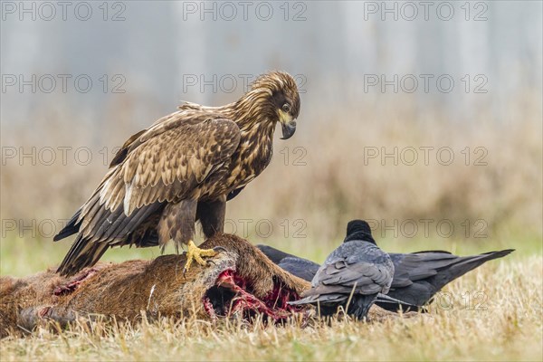 Young Eagle (Haliaeetus albicilla)