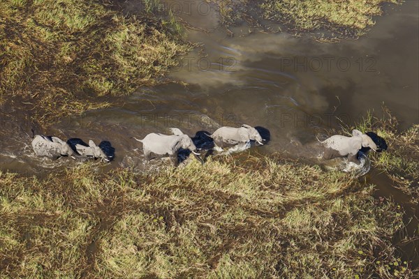 African Elephants (Loxodonta africana)