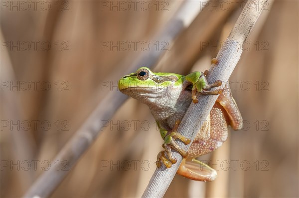 European Tree Frog (Hyla arborea) on a reed