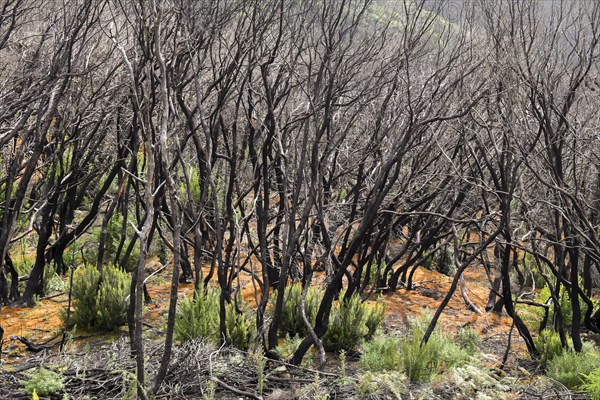 Charred laurel forest