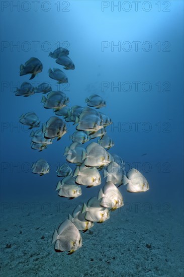 Swarm of Longfin Batfish (Platax teira)