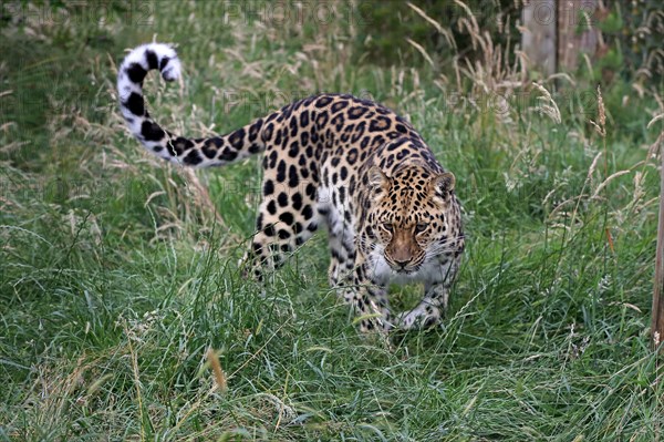 Amur Leopard (Panthera pardus orientalis)