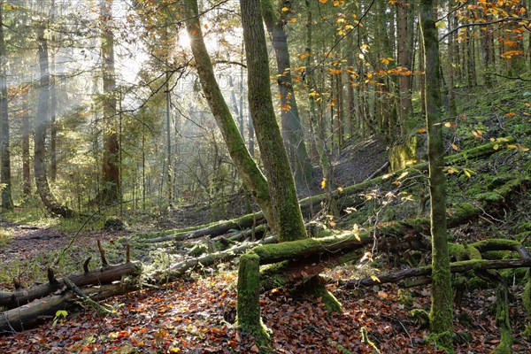 Autumnal lowland forest