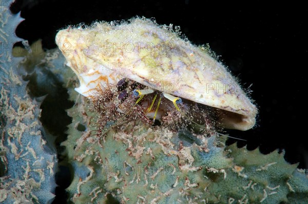 Anemone Hermit Crab (Dardanus pedunculatus)