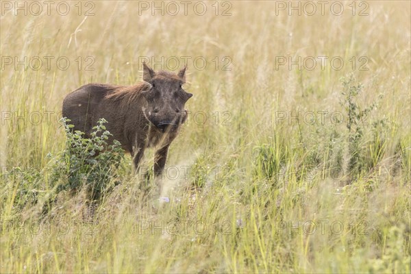 Desert Warthog (Phacochoerus aethiopicus)