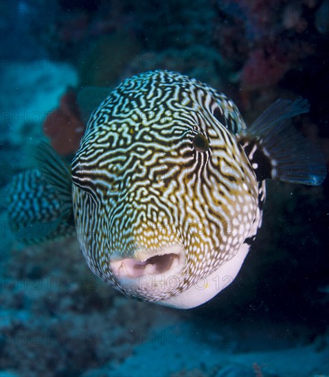 Map Puffer or Map Pufferfish (Arothron mappa)