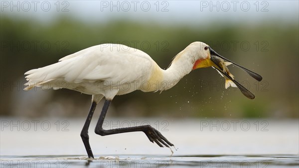 Eurasian Spoonbill or Common Spoonbill (Platalea leucorodia)