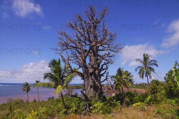 Baobab tree (Adansonia digitata)