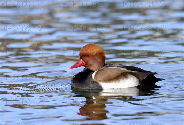 Red-crested pochard (Netta rufina)