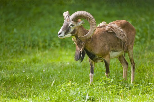 European Mouflon (Ovis orientalis musimon)