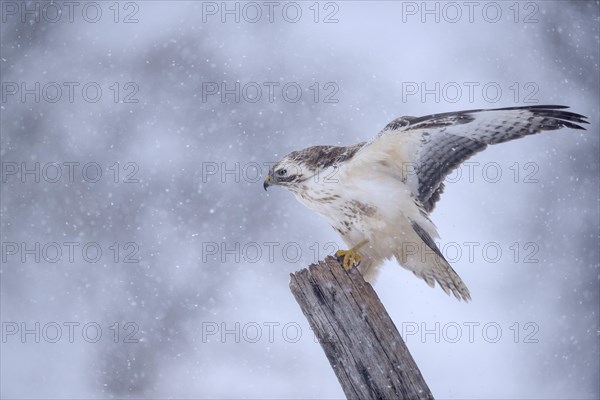 Buzzard (Buteo buteo)