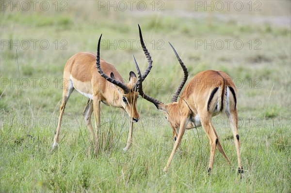 Impalas (Aepyceros melampus)