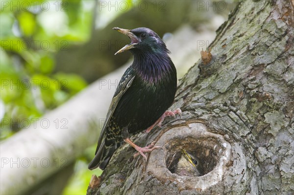 European starling (Sturnus vulgaris)