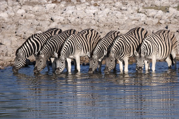 Burchell's Zebras (Equus burchellii) drinking at the Okaukuejo waterhole
